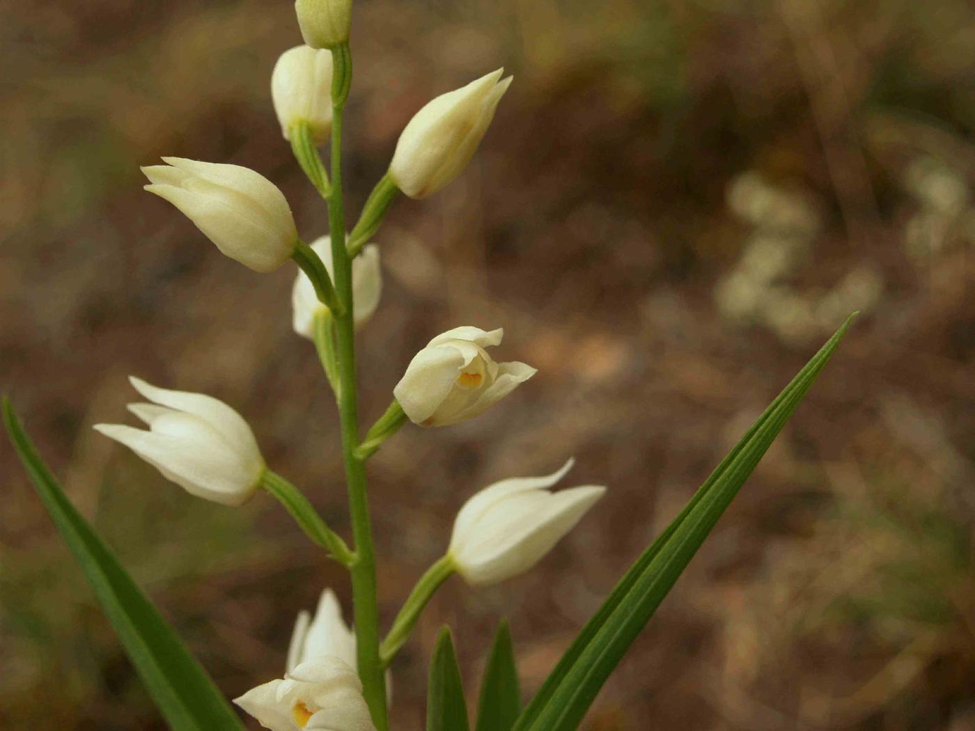 Helleborine, Narrow-leaved flower